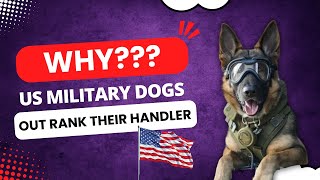 Why do US Military Working Dogs Out Rank their Handler [upl. by Lilla]