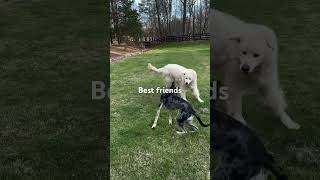 Catahoula Leopard Dog vs Great Pyrenees Epic Battle greatpyrenees catahoulaleopard [upl. by Krishna652]