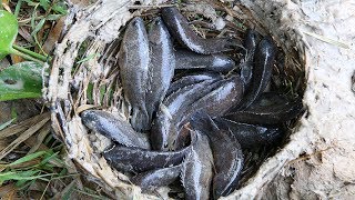 Primitive Technology Catch fish by deep hole  Cooking fish sour soup recipes [upl. by Novek584]