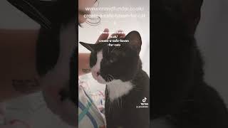 wwwcrowdfundercoukcreateasafehavenforcats angelinvestor cat cattery catlover welfare [upl. by Atirehs]