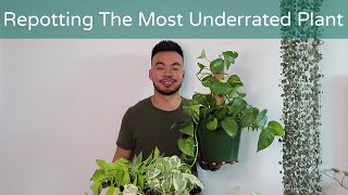 How To Repot Pothos To Climb Up or Trail Down  Houseplant Care Guide [upl. by Carder]