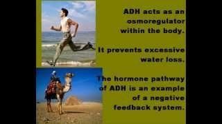 Antidiuretic Hormone ADH Osmoregulation [upl. by Lehteb]