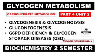 Glycogen Metabolism Pathways  Gluconeogenesis  Glycogenesis  Glycogenolysis  Part 4 Unit 2 [upl. by Rakso110]