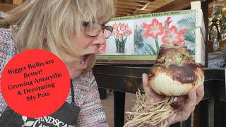 How to Grow amp Care for Amaryllis [upl. by Whitver]