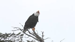 Bald Eagle Calling to Her Mate [upl. by Oruhtra]