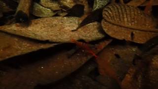 Red Macrobrachium shrimp from Betta macrostoma habitat part 1 [upl. by Yeliak688]