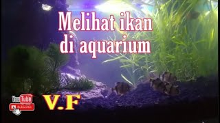 Melihat Ikan Di Aquarium  Terlihat Hijau Tumbuhannya [upl. by Nosnirb]