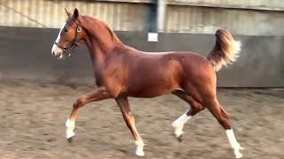 Spectacular Gelders colt by Odin x Danser [upl. by Sybilla]