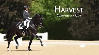 Harvest KWPN Stallion [upl. by Illek]