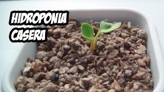 Hidroponia Casera  Resultados del Cultivo [upl. by Constanta]