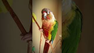 Conure sounds Cute conure parrot loves making fun noises [upl. by Eekorehc]