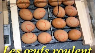 Comment fabriquer un incubateur poussins maison semiautomatique pour retourner les œufs [upl. by Brade469]