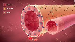 The Cellular Actions of SGLT2is [upl. by Baynebridge449]