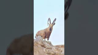 Markhor Spotted on a cliff shorts markhor ibex [upl. by Saw300]