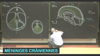 Anatomie des méninges crâniennes Neuroanatomie 13 [upl. by Elaina]