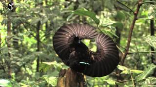 Victorias Riflebird [upl. by Nalahs870]