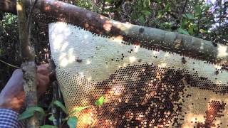 Rafter BeekeepingCambodianstyle [upl. by Enilesor]