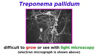 Syphilis Treponema pallidum [upl. by Aer]