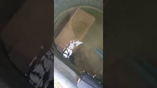 BAIT TANK Easy way to stay STOCKED ON BAIT  catfishbait outdoors fishing [upl. by Etnud]