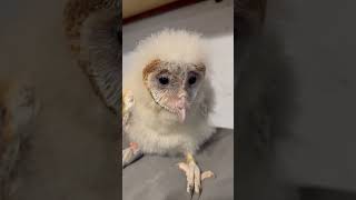 Baby Barn Owl eats breakfast [upl. by Sweet]