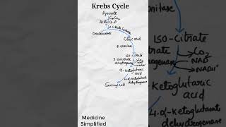 Krebs Cycle  Citric Acid Cycle  TCA Cycle  Tricarboxylic Acid Cycle [upl. by Gaudette913]