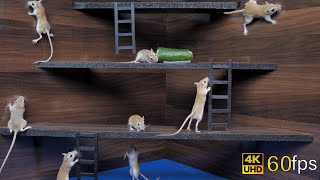 Cat Tv games for cats to watch cute mice hide amp seek and play on screen 4k UHD 8 hours [upl. by Rutger]