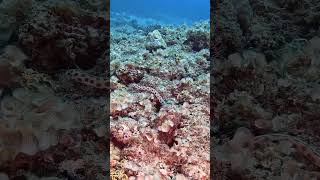 Stunning snake eel slides across the reef divingmauritius scubadivingeel tauchen plongée [upl. by Ariaet611]