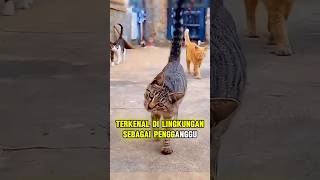 Kucing Nakal Yang Menjadi Pembantu Setia [upl. by Eidnam784]