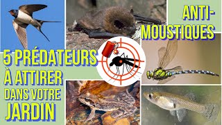 5 PRÉDATEURS NATURELS CONTRE LES MOUSTIQUES À ATTIRER DANS VOTRE JARDIN solution [upl. by Ahsiekel]