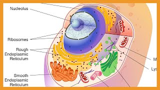 Cell Biology  Organelles [upl. by Harned]