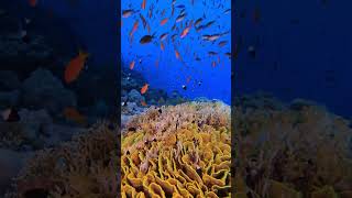 TEPSİ MERCANI  SHARM ELSHEİKH coral sharmelsheikh underwater redsea [upl. by Attenod840]