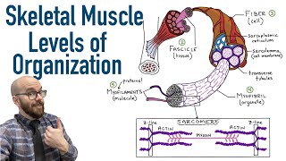 Skeletal Muscle Levels of Organization  Filament Basics [upl. by Younglove]