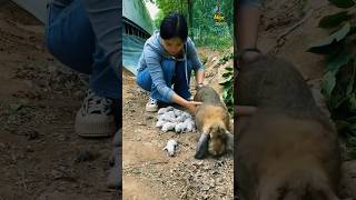 How the giving birth rabbit 50 baby 🐥crazyvloglt8cy rabbitbabypetsshorts [upl. by Anilag]