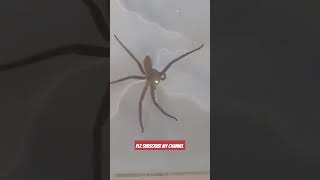 5 legs spider 😔💚🤍🕷srilanka spider nature [upl. by Garey]