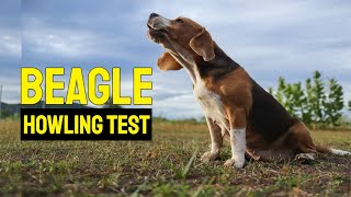 Sound To Make Beagle Howl [upl. by Xuerd]