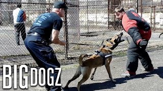 Training The World’s Toughest Police Dogs  BIG DOGZ [upl. by Petronilla]