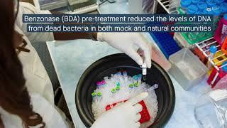 Benzonase pre digest successfully reduces DNA from dead bacteria and the host [upl. by Nylodnewg]