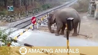 Elephant Lifts Barrier To Cross Train Tracks [upl. by Hsevahb]