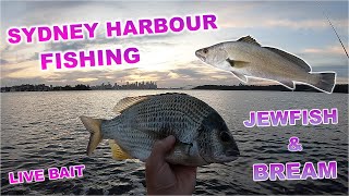 FISHING SYDNEY HARBOUR JEWFISH amp BREAM LIVE BAIT [upl. by Omari]