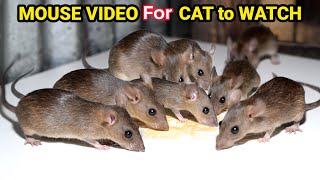 Ultimate Cat TV Mouse and Rat Sounds to Keep Your Cat Engaged Cats LOVE This Mouse and Rat Video [upl. by Holton346]