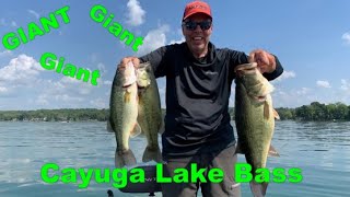 Giant Cayuga Lake Bass [upl. by Kassab]