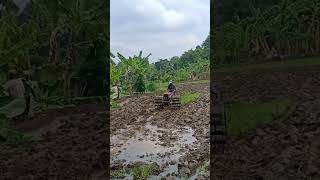 automobile traktoroleng kubotatractor traktorsawah [upl. by Debor]