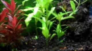 Setting up your first Planted Aquarium Part 4 Plants [upl. by Ketchan]