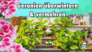 Geranien überwintern  Geranien scheiden amp vermehren  Balkonkasten neu bepflanzen Herbst  Winter [upl. by Crichton277]