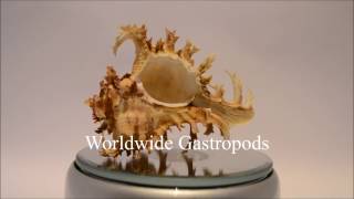 Welcome to Worldwide Gastropods [upl. by Adnek871]