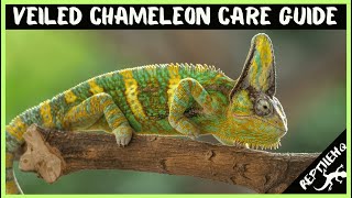 Veiled Chameleon Care Guide For Chameleon Pet Owners [upl. by Payne749]