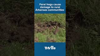 Feral hogs cause damage to rural communities in Arkansas [upl. by Kcirdaed]