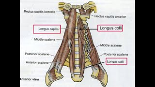 Two Minutes of Anatomy Deep Cervical Flexors AKA Deep Neck Flexors [upl. by Colis]