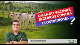 Quando vacinar bezerros contra clostridioses [upl. by Neram]