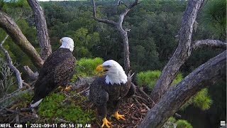 NEFL Cam 1  Live Bald Eagle Cam [upl. by Eldoree]